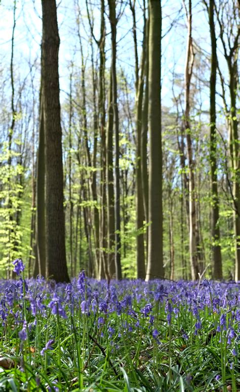 It is mostly situated in the municipality of halle, in flemish brabant and has also a little part in walloon brabant. Visiting "the Blue Forest" or the Hallerbos, Belgium (It's ...