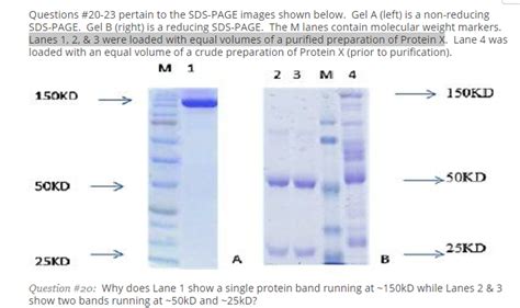 Solved Gel A Left Is A Non Reducing Sds Page Gel B