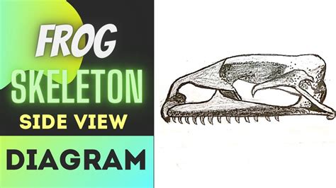 How To Draw A Frog Skull Easy Step By Step Drawing Frog Skeleton