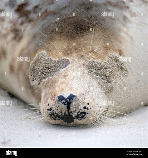 Grey Seal Halichoerus Grypus Female Portrait After Sandstorm Stock