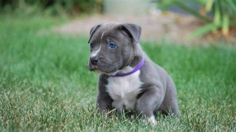 The Blue Nose Pitbull Your Ultimate Breed Information Guide Your Dog