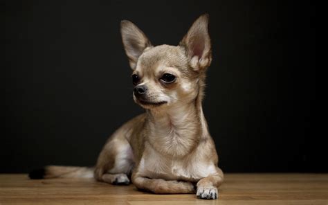 Chihuahua Breed Profile Australian Dog Lover