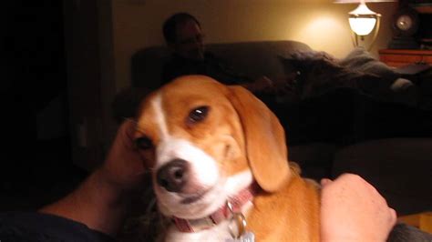 Smiling Beagle Youtube