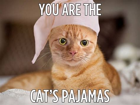 Pajamas Happy Cat Cat Day International Cat Day