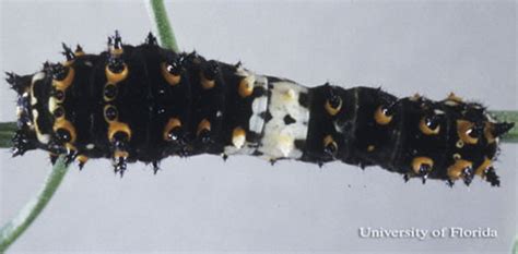 Eastern Black Swallowtail Papilio Polyxenes Asterius