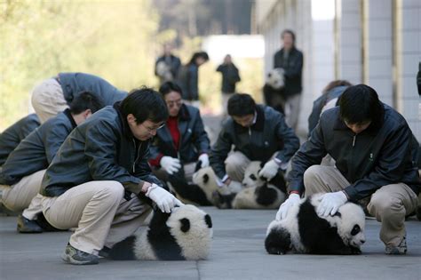 Chinese Panda Sanctuary In Search For Panda Caretaker Nbc News