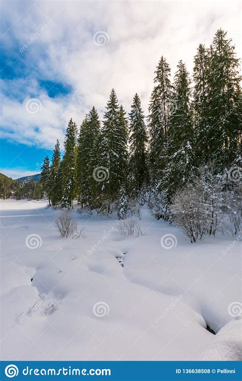 Spruce Trees Around Snowy Meadow Stock Photo Image Of Synevyr