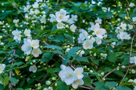 Amazing White Jasmine Flowers On The Bush In The Garden Stock Photo