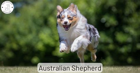 Aggressive Australian Shepherd