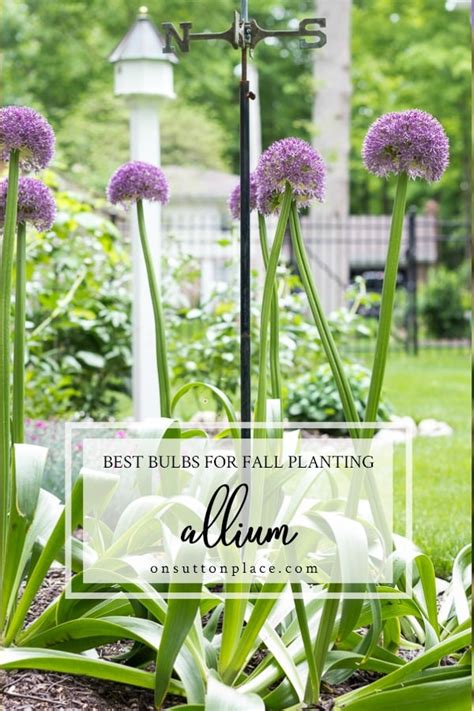 5 Best Bulbs For Fall Planting On Sutton Place