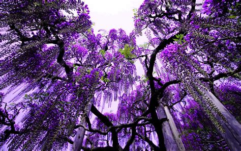 Purple Rain Amazing Nature Photos Wisteria Tree Purple Trees