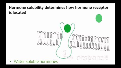 Homeostasis Hormones And Feedback Control Youtube