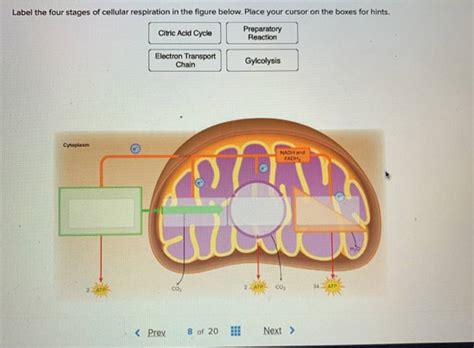 Solved Label The Four Stages Of Cellular Respiration In The Figure