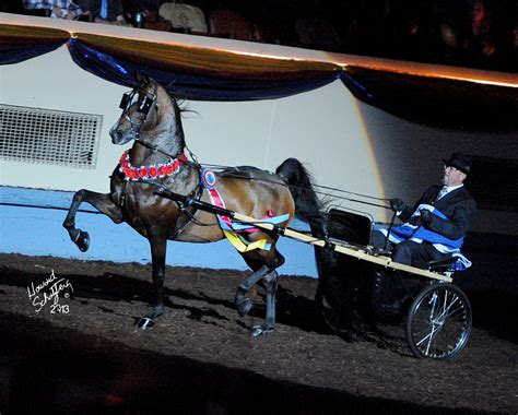 The Noblest World Champion Pleasure Driving Morgan Horse Show