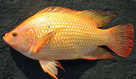Persiapan sebelum mancing ikan nila. Update Harga Jual Ikan Nila Segar Termurah 2021 - Aplikasi Pertanian & Media Agribisnis | GDM Agri