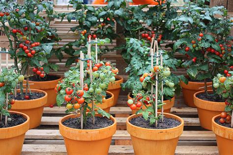 Cherry Tomatoes Growing Guide Quiet Corner