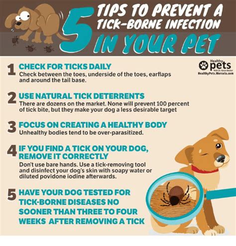 Tips To Prevent A Tick Borne Infection Pet Care Tips Pet Care