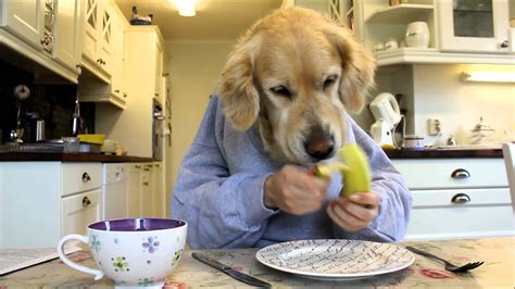 Funny Pictures Of Dogs Eating Or Simply Looking For Pictures Of A