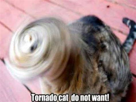 Tornado Cat Cat Humor