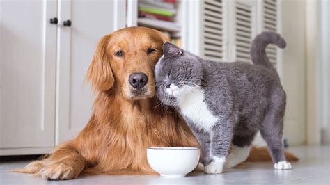 Could Dogs Eat Cat Treats Cat Meme Stock Pictures And Photos