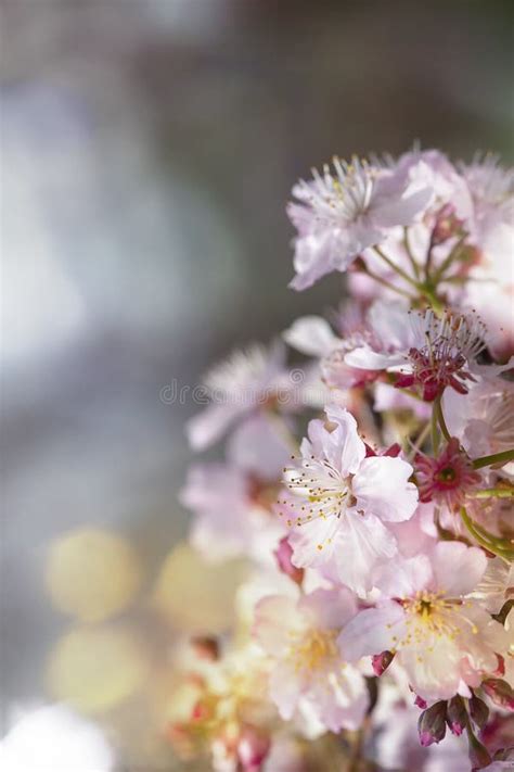 Sakura Flower Or Cherry Blossom With Beautiful Nature Background Stock