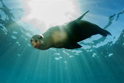 Seal Swim Kaikoura Experience Swimming With Seals Kaikoura