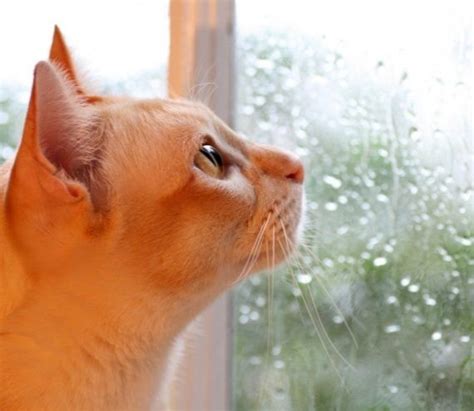 Three of the common hypoallergenic cat breeds are oriental: Pin by Barbara Jackson on Going to rain in 2020 | Baby ...