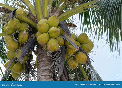 Fresh Coconuts In The Bunch At Coconut Tree Stock Photo Image Of