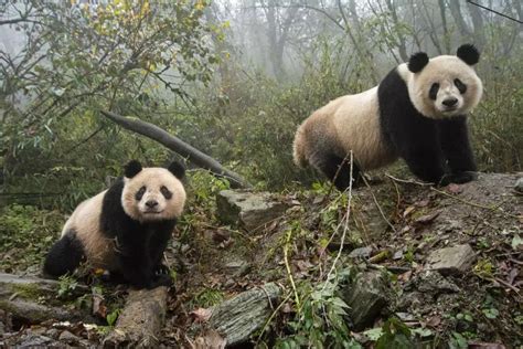 The Giant Panda Is Downgraded And Its Status As A National Treasure Is