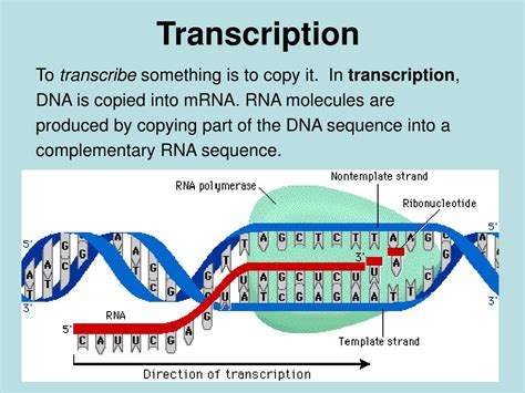 Which Molecule Serves As The Template During Transcription