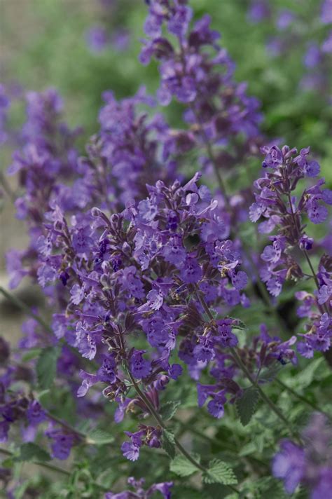 Catmint synonyms, catmint pronunciation, catmint translation, english dictionary definition of catmint. Walkers Low Catmint - Plant Library - Pahl's Market ...