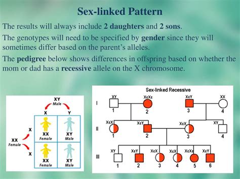 Ppt Section Solving Punnett Squares Powerpoint Presentation Free