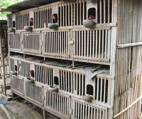 Tenang sekat bambu untuk kandang ayam tetap aman kok. 19 Model Kandang Ayam Bangkok Kampung Petelur Potong 2021 | Dekor Rumah