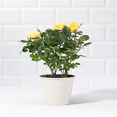 Yellow Potted Rose Plant Delivery Postabloom