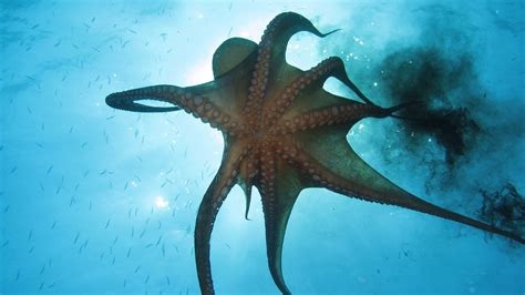 Top 176 Sea Animals Pictures Octopus Electric
