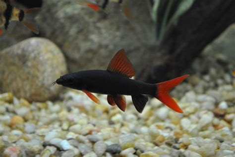 Rainbow Shark Care Guide Tank Setup Diet Breeding And More The