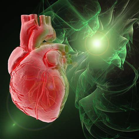 Human Heart Artwork Digital Art By Laguna Design