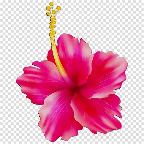 Hibiscus Flower Images Clip Art