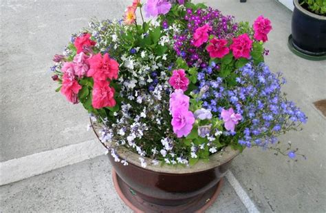 Maybe you would like to learn more about one of these? Flower power | Otago Daily Times Online News