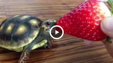 Baby Turtle Eating Strawberry Is The Most Adorable Thing I Have Ever