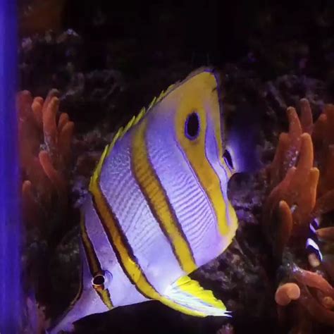 Best Saltwater Fish For 75 Gallon Tank 🐠 The Pet Supply Guy Video