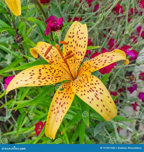 A Bright Yellow Large Flower Of A Tiger Lily Grows In The Garden Stock