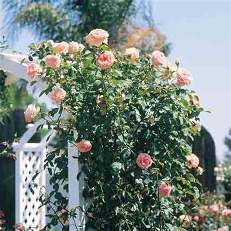 Pearly Gates Climbing Rose Climbing Roses Edmunds Roses