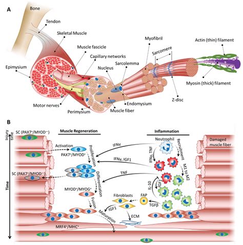 Physiology Of Skeletal Muscle And Its Regeneration Mechanism Following