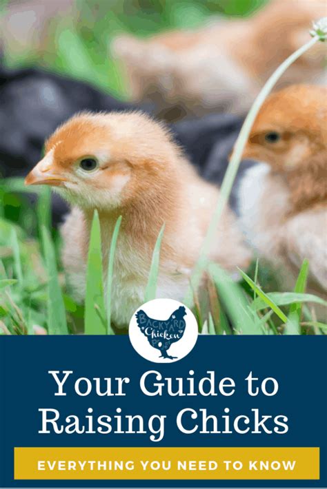 The Ultimate Guide To Raising Baby Chicks Backyard Chicken Project