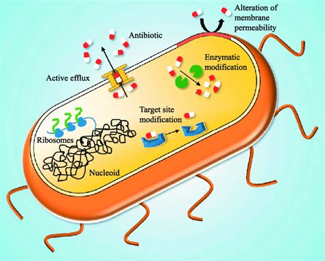 Vancomycin Bacterial Targets Mechanism Of Action