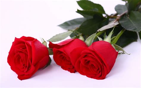 Love Red Rose Wallpaper Free Download Love Red Roses Images Free