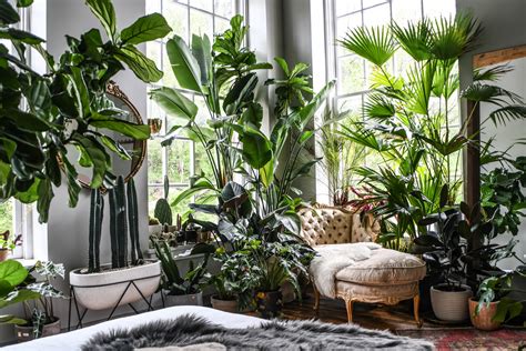 Plants Interior Design Indoor Garden 