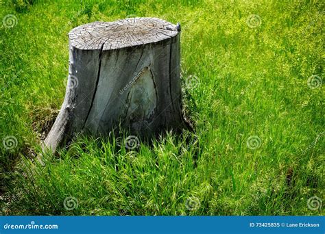 Old Tree Stump In Green Grass Stock Image Image Of Rough Material