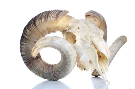 Ram Skull With Big Horn Isolated On White Background Stock Photo